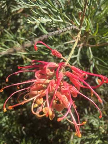 grevillea